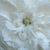Alb - Trandafir centifolia - Madame Hardy
